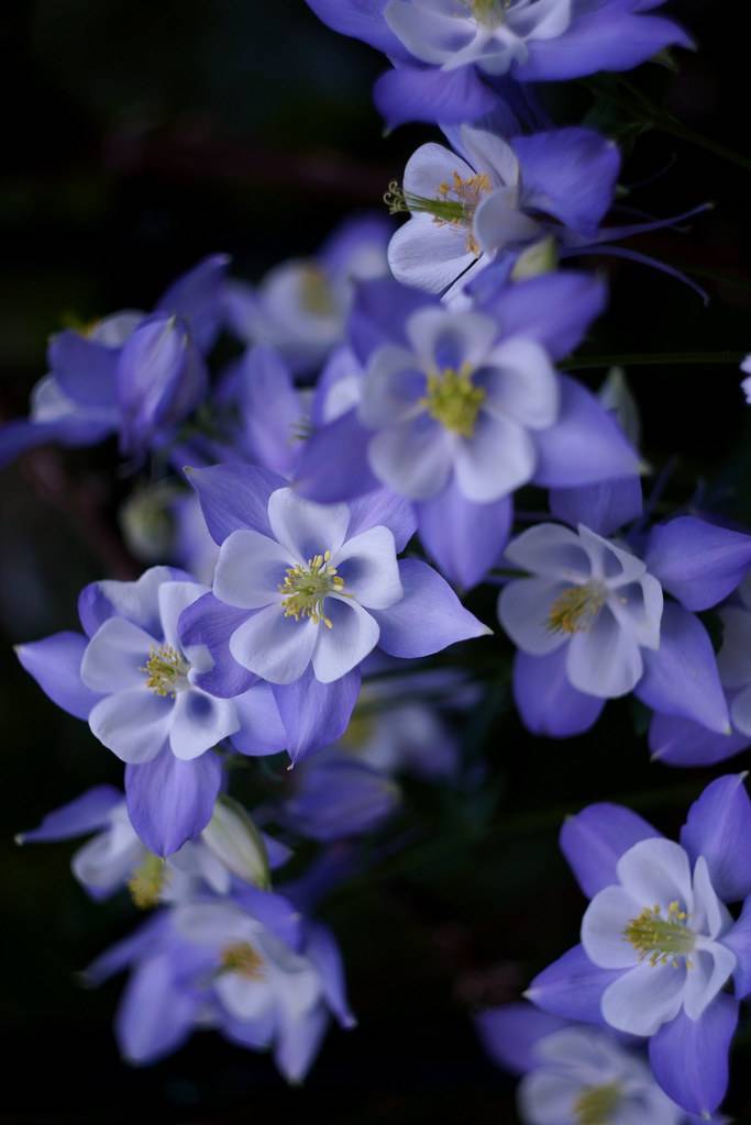 blue-white flowers with white filaments, yellow anthers and dark-green foliage