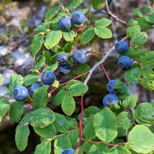 blue fruits with green leaves and red-gray stems