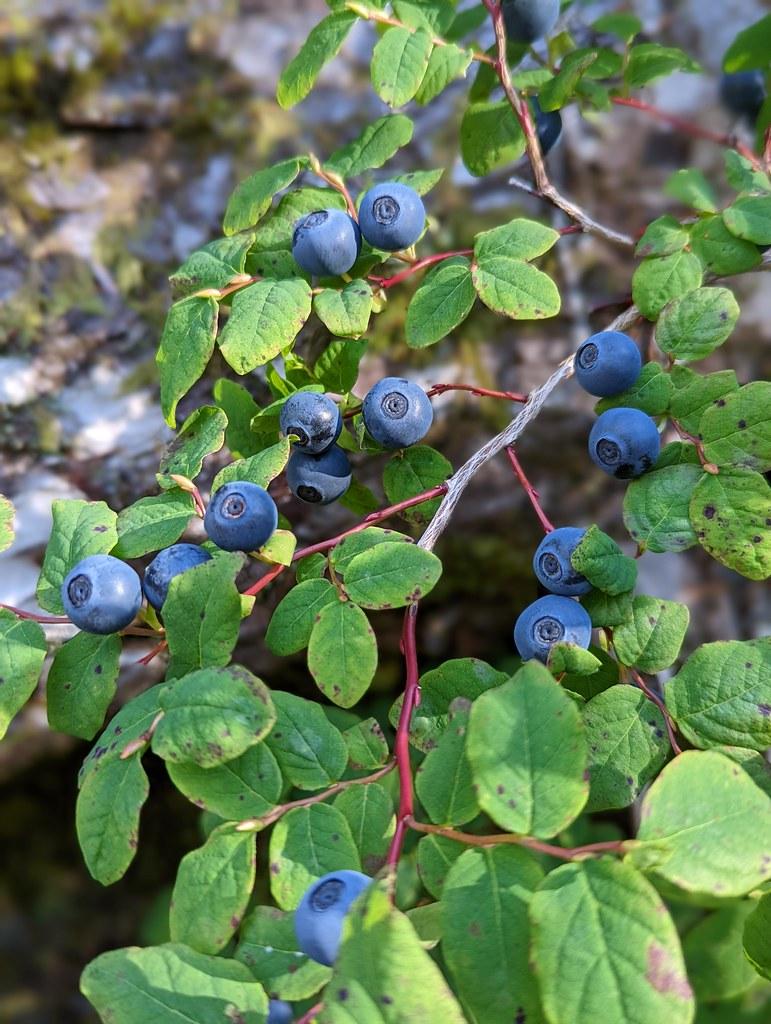 blue fruits with green leaves and red-gray stems
