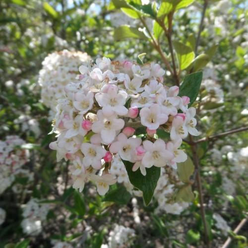 white flowers with yellow anthers, light-pink buds, green-lime leaves and brown stems