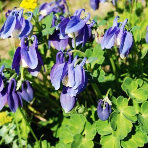 blue-white flowers with green leaves and stems