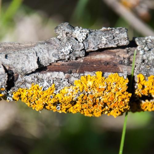 yellow-orange fungus on gray-brown bark with green stem