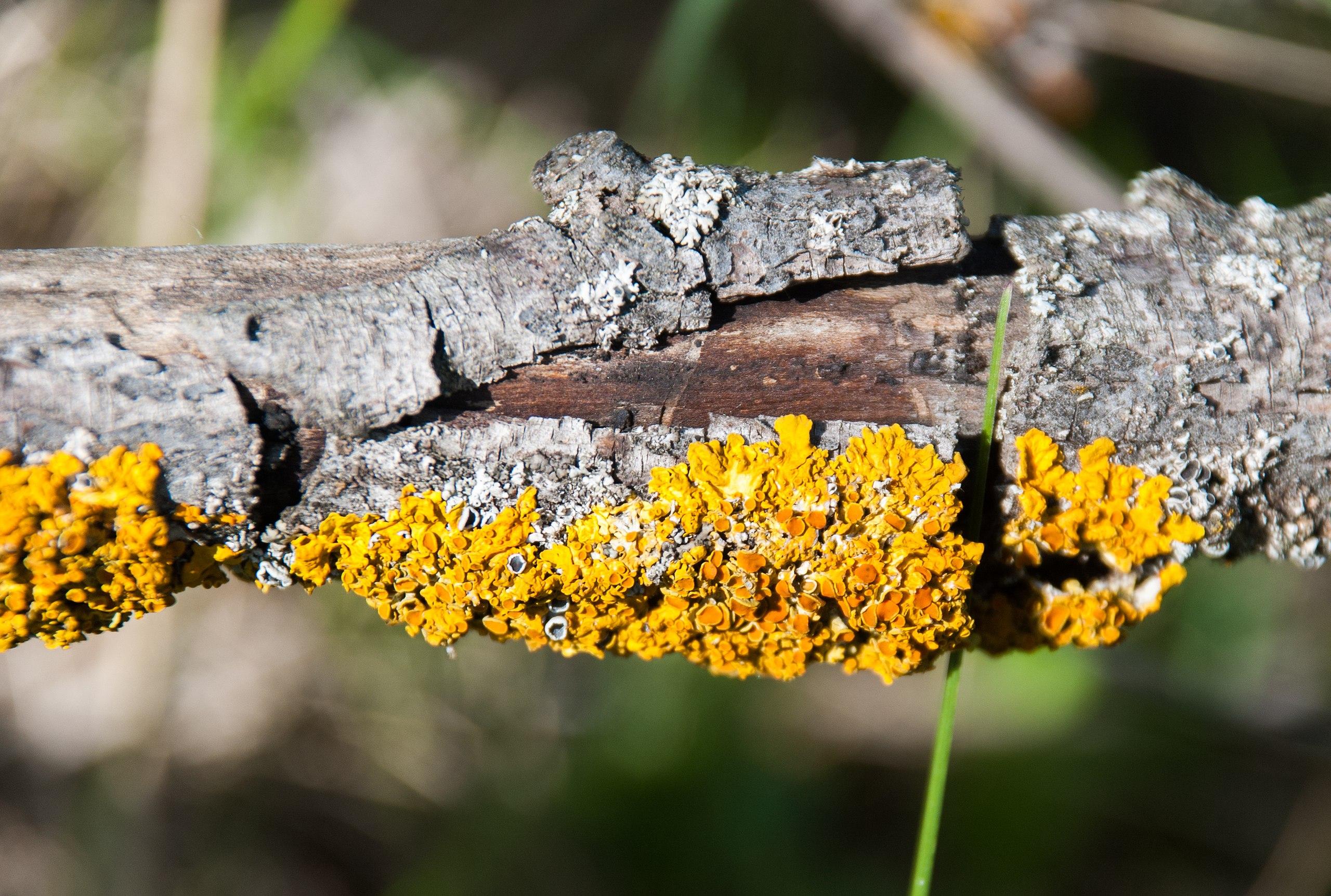 yellow-orange fungus on gray-brown bark with green stem