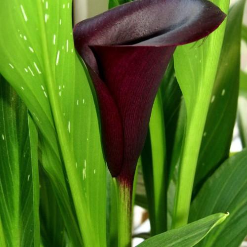 lime leaves, stems and burgundy flower