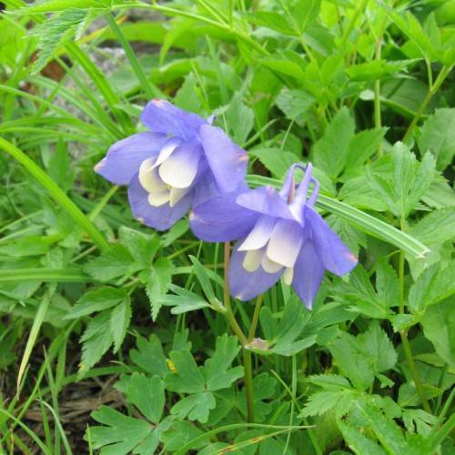 blue-white flowers with green leaves and stems