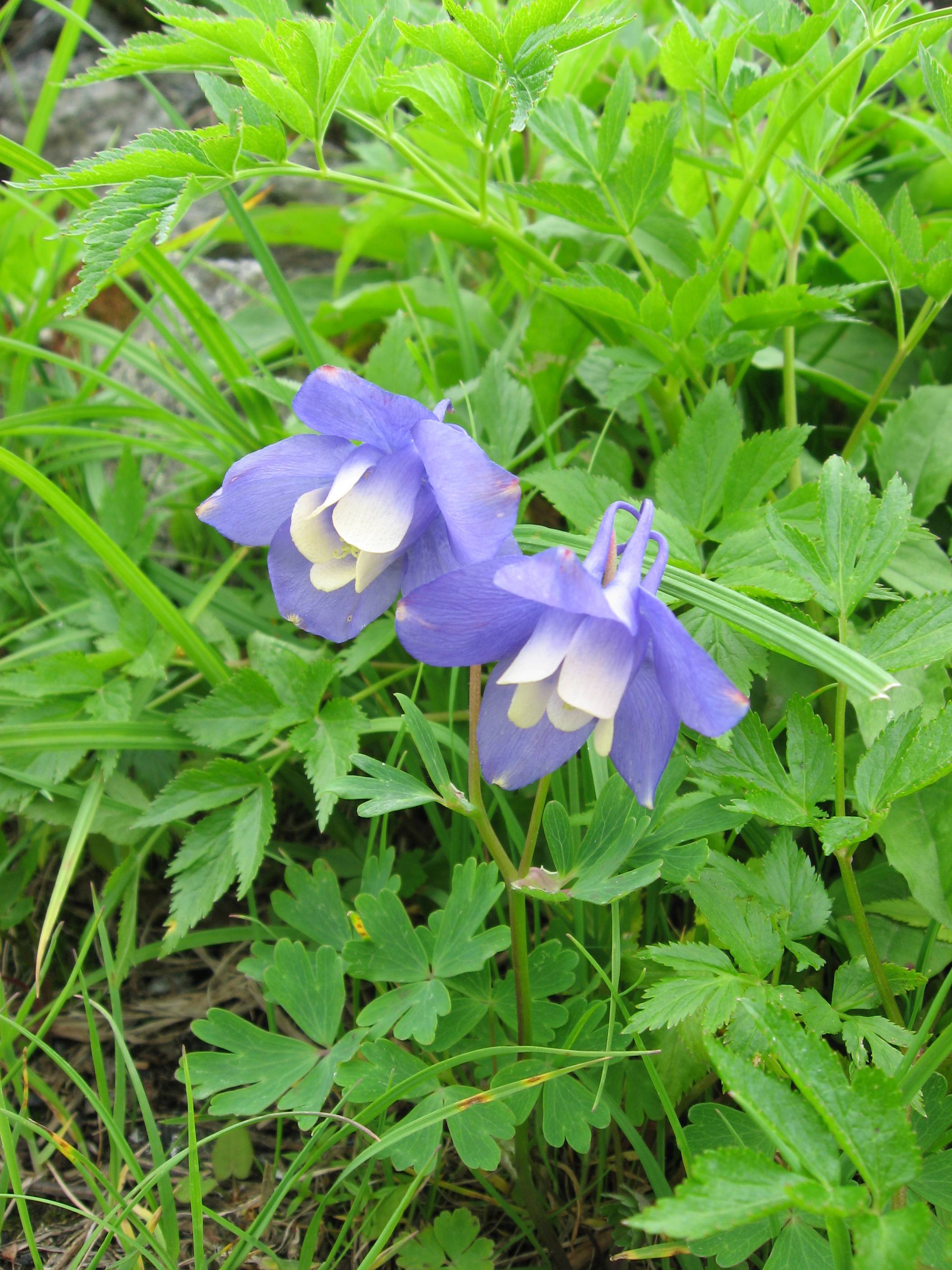 blue-white flowers with green leaves and stems