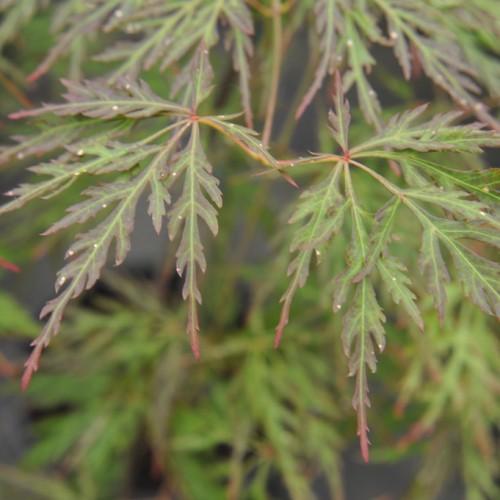 Green-pink leaves with prominent light-green veins.