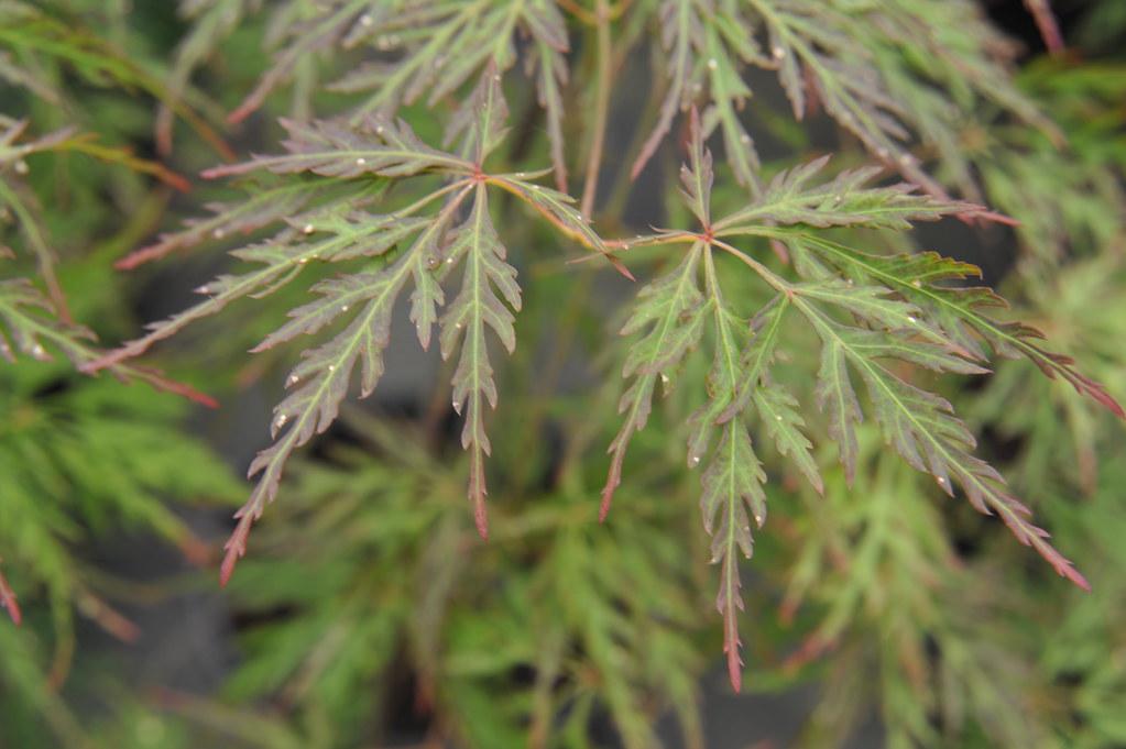 Green-pink leaves with prominent light-green veins.