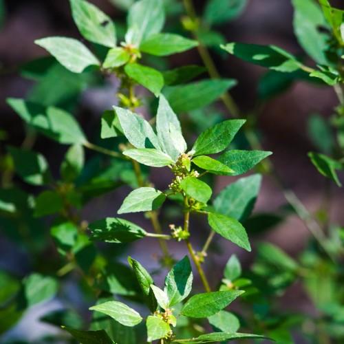 green foliage with yellow-green stems