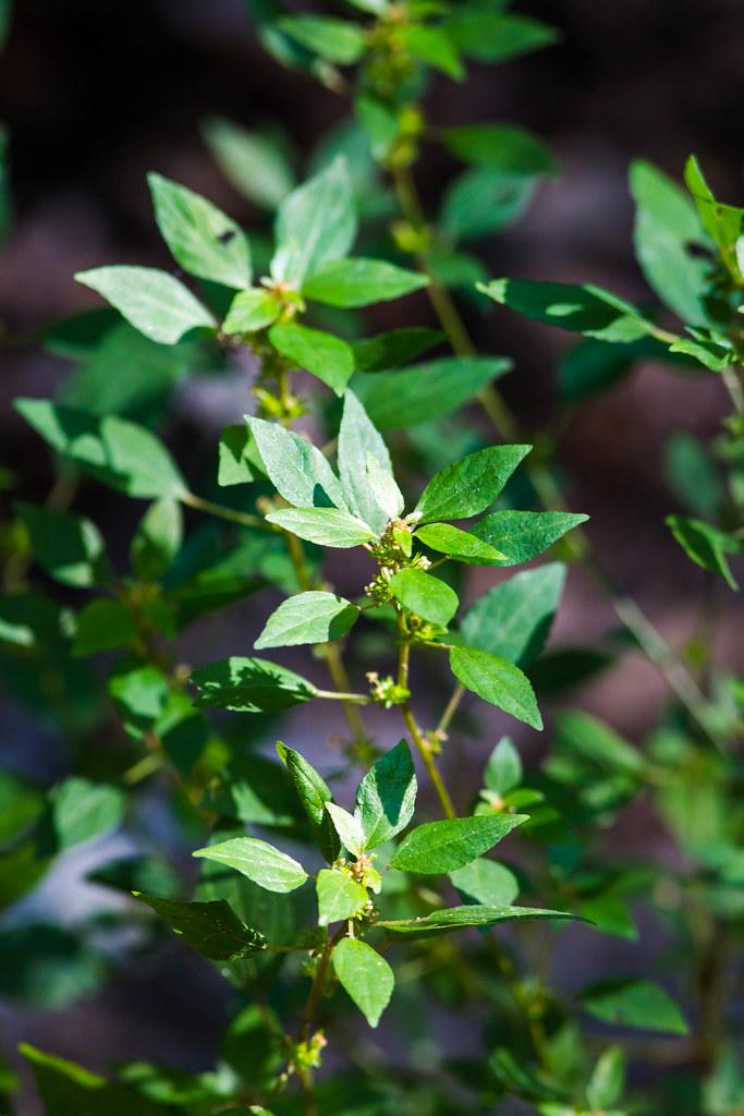 green foliage with yellow-green stems