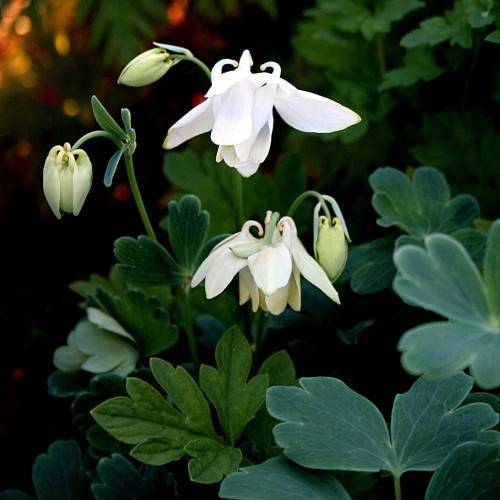 cream-white flowers with light-yellow buds, dark-green leaves and stems