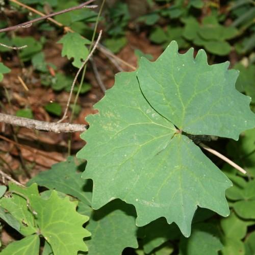lime-green leaves with light-brown branches