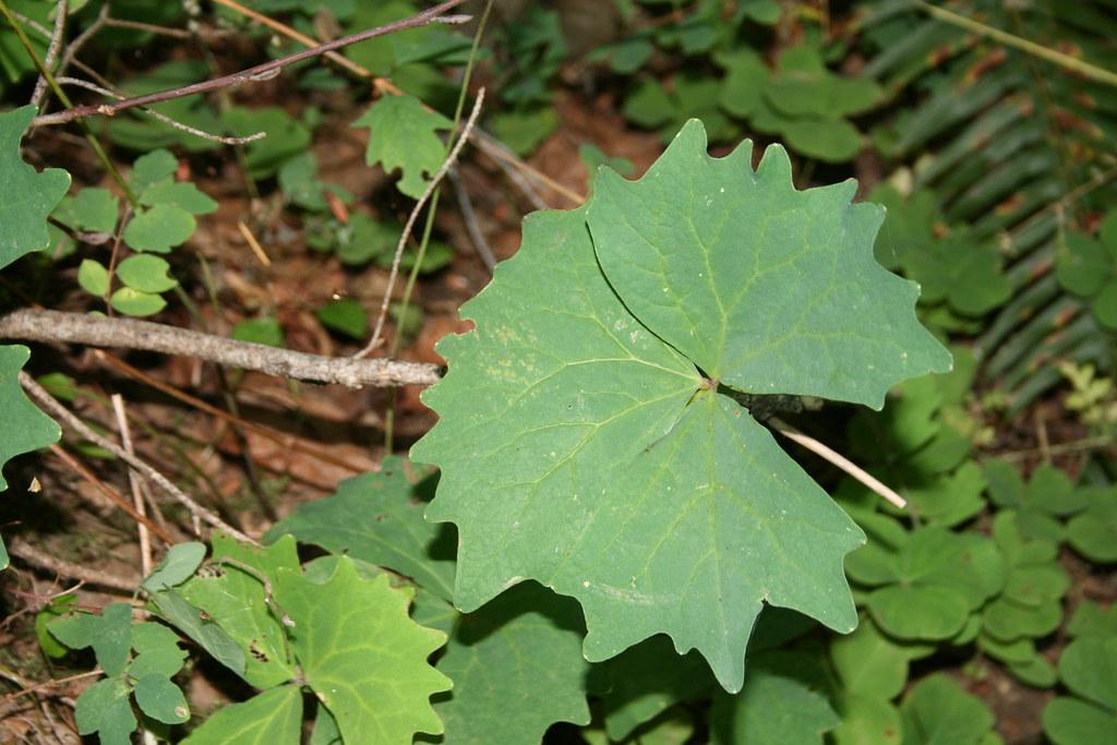 lime-green leaves with light-brown branches