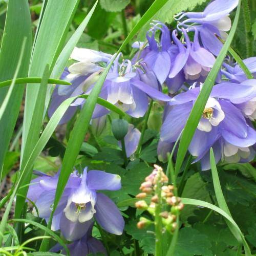 Blue-white flowers and green leaves with green stem.