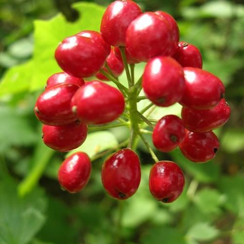 bright-red fruits with lime leaves and stems