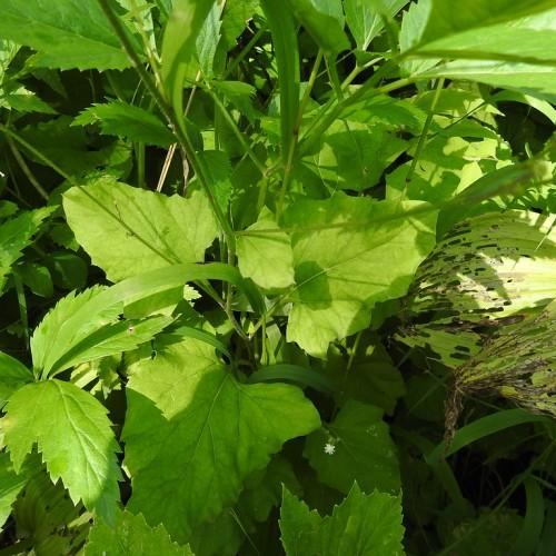 lime-green foliage with green stems
