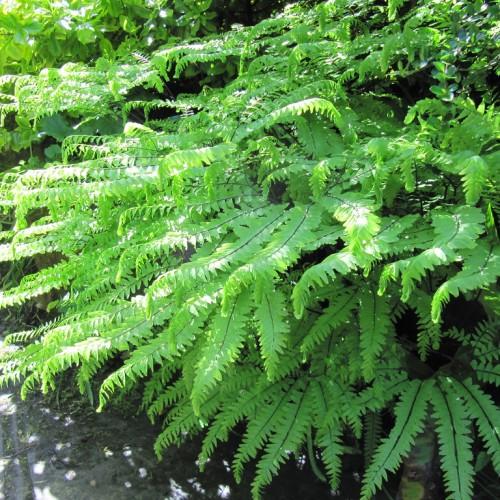 lime foliage and brown stems