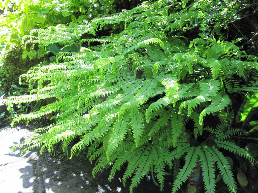 lime foliage and brown stems