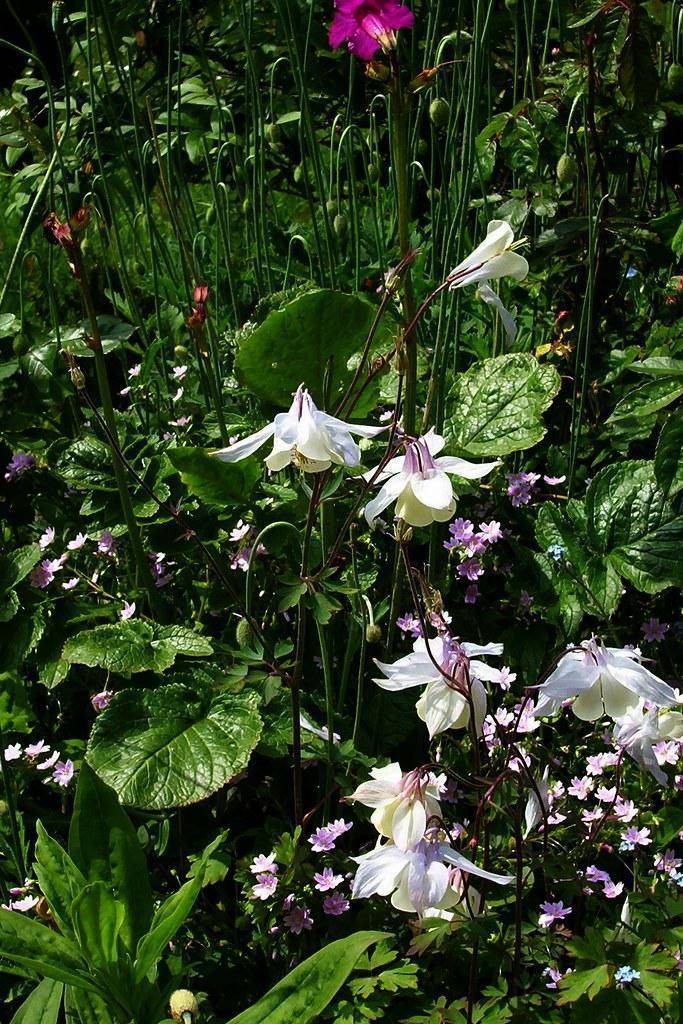 Red-brown branches with purple-white-yellow flowers and green leaves.