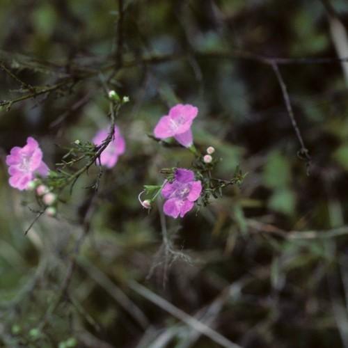 purple-pink flowers with lavender center, white-pink buds and green-black branches