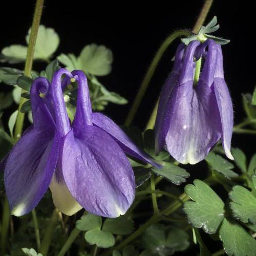 Green stems with purple-white flowers held on above lobed  green leaves.