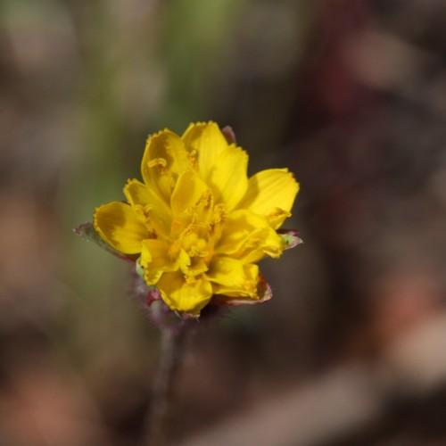 yellow flowers with red-lime sepals and brown stems
