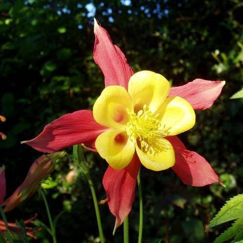 Green stalk with red-yellow petals and yellow stamens with green leaves.