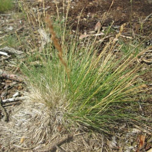 green-beige foliage