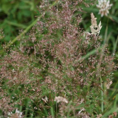 pink leaves with off-white flowers and green stems