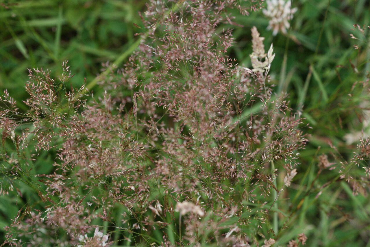 pink leaves with off-white flowers and green stems