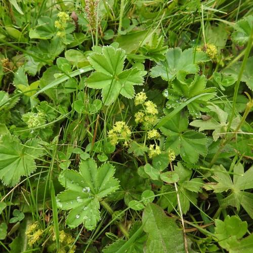 lime foliage with yellow flowers and green stems