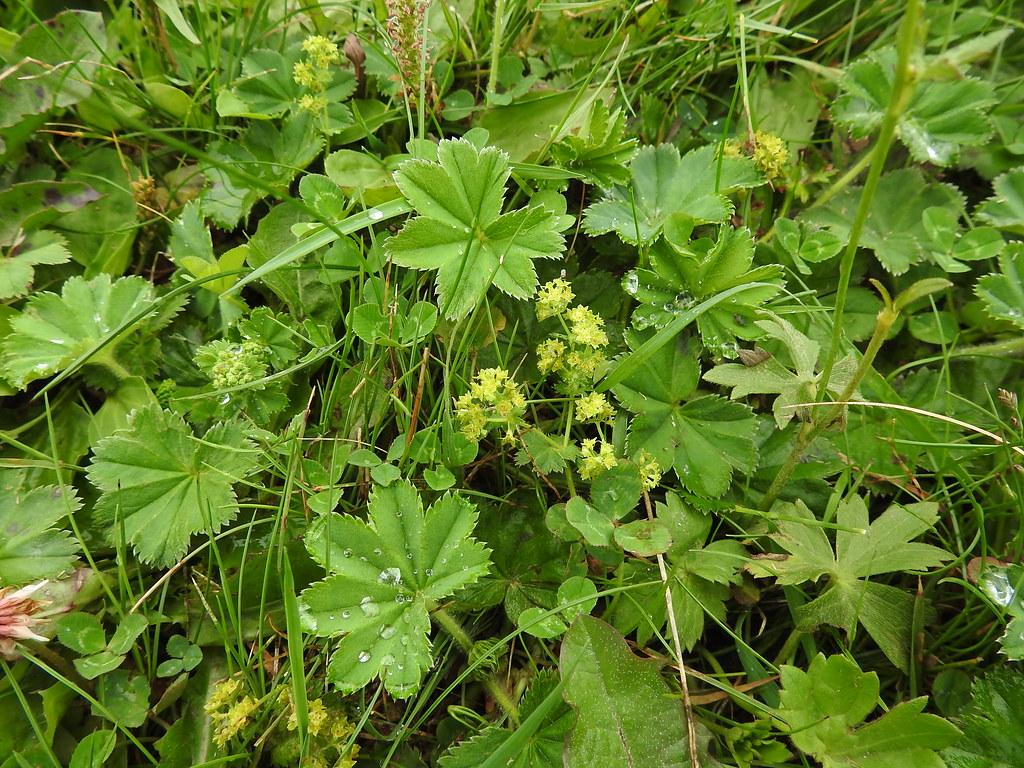 lime foliage with yellow flowers and green stems