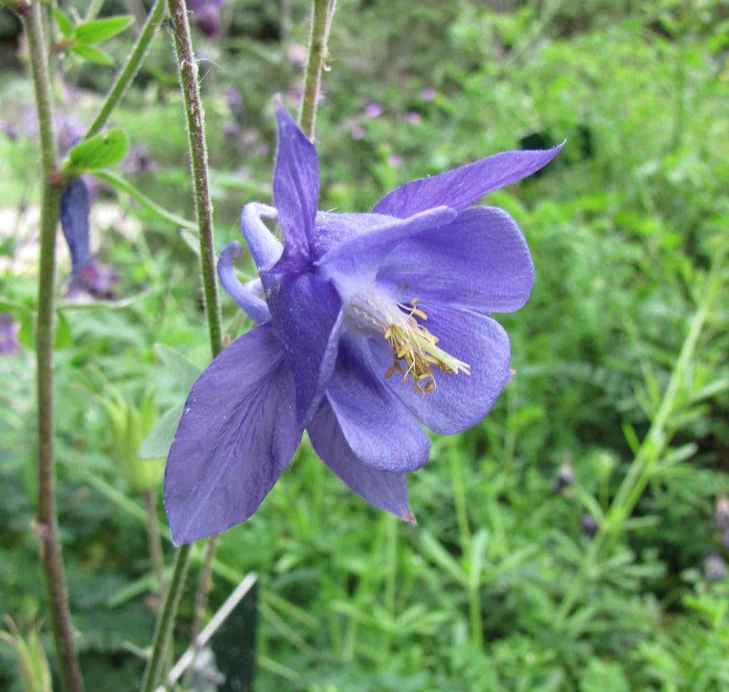 Green-red stems with blue-white flowers and yellow anthers held against green foliage.