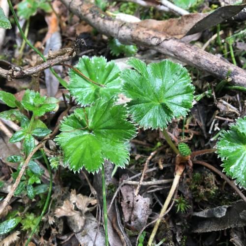 green foliage with green-beige stems and gray-brown branches
