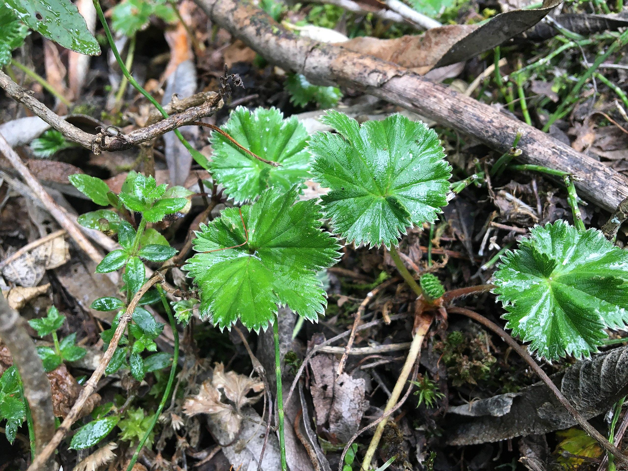 green foliage with green-beige stems and gray-brown branches
