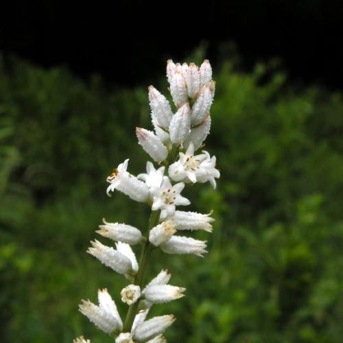 white flowers with burgundy anthers, yellow filaments, green stem and white buds