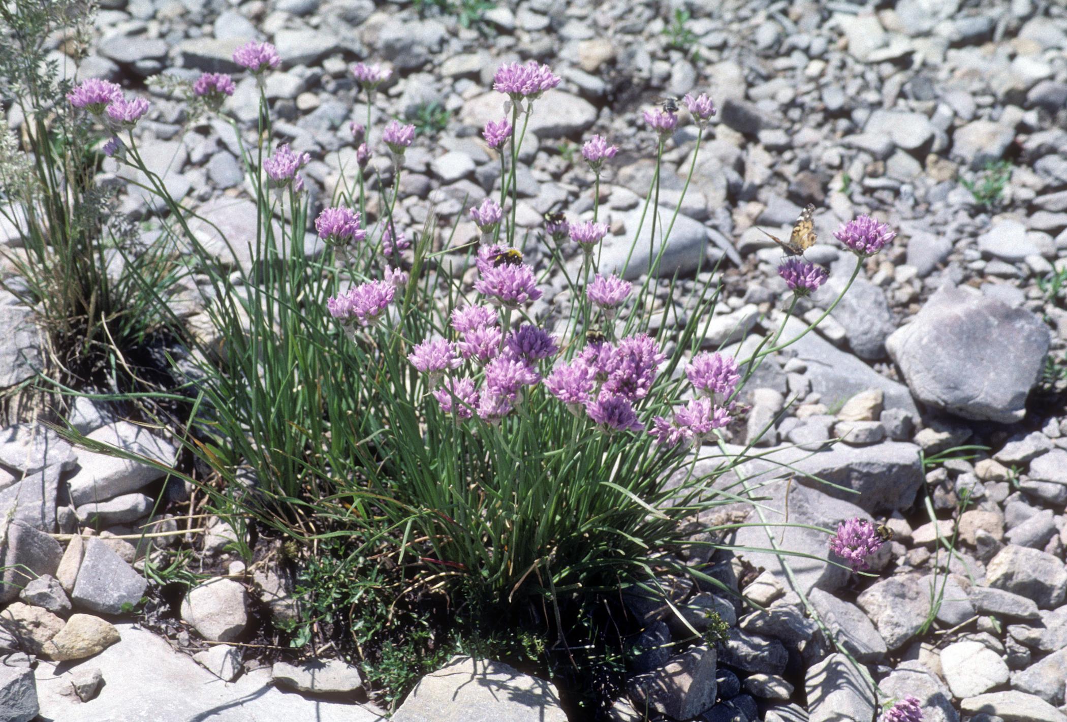 light-purple flowers with green foliage and stems