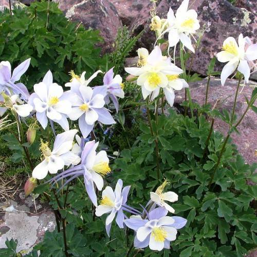 blue-white flowers with yellow stamens, green leaves and green-brown stems
