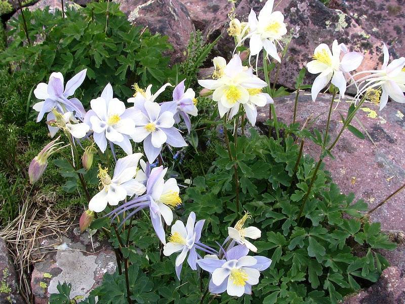 blue-white flowers with yellow stamens, green leaves and green-brown stems