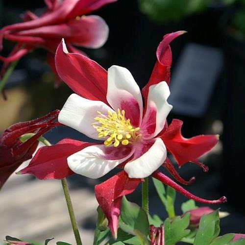 Red-white flowers with yellow stamen, red buds, green stem and leaves.