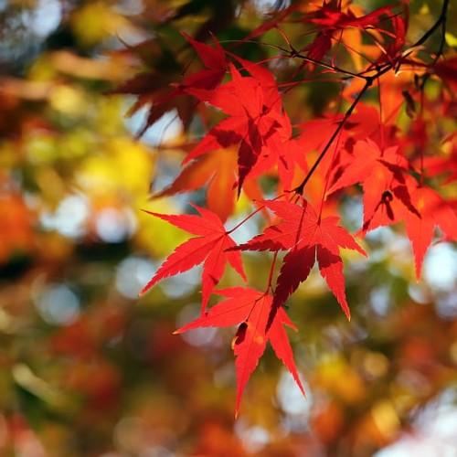 red-orange leaves with dark-pink petioles and dark-brown branches