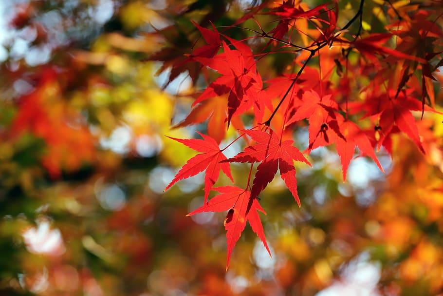 red-orange leaves with dark-pink petioles and dark-brown branches