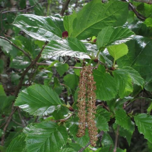 green foliage with brown branches with light-brown flowers
