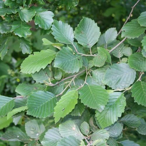 lime-green foliage with gray branches