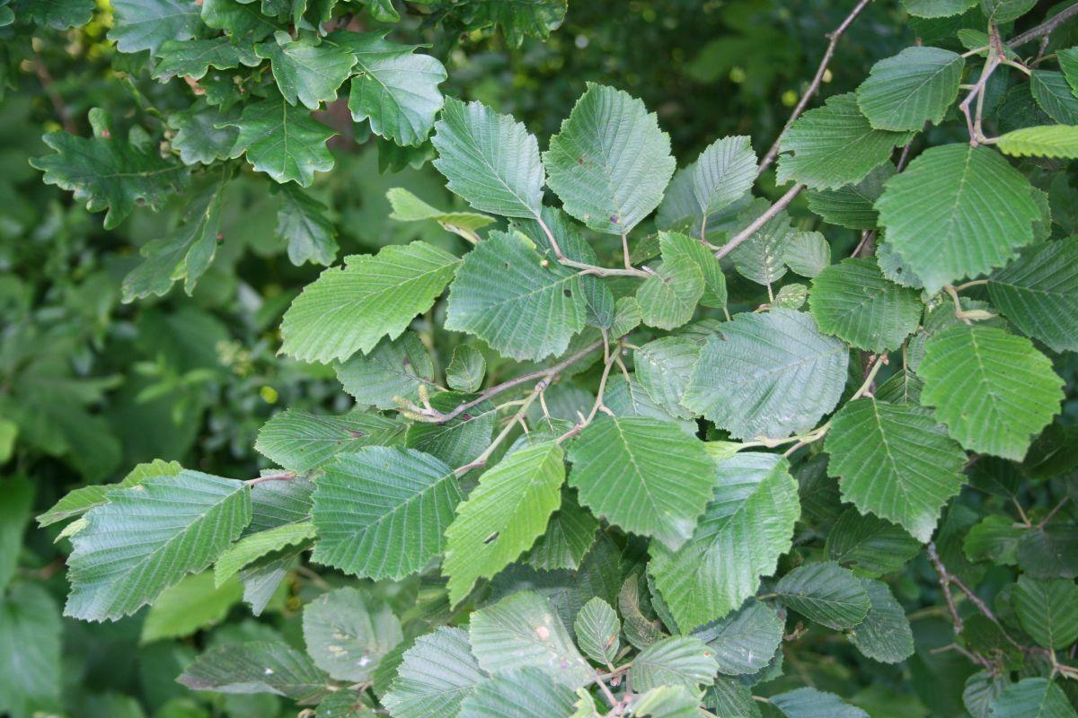 lime-green foliage with gray branches