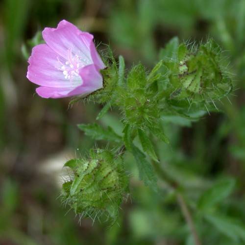 a light-purple flower with a white center, white-purple stamens, green buds, leaves and stems