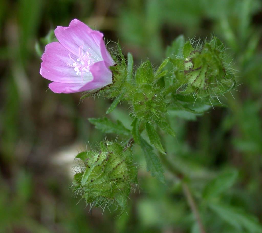 a light-purple flower with a white center, white-purple stamens, green buds, leaves and stems