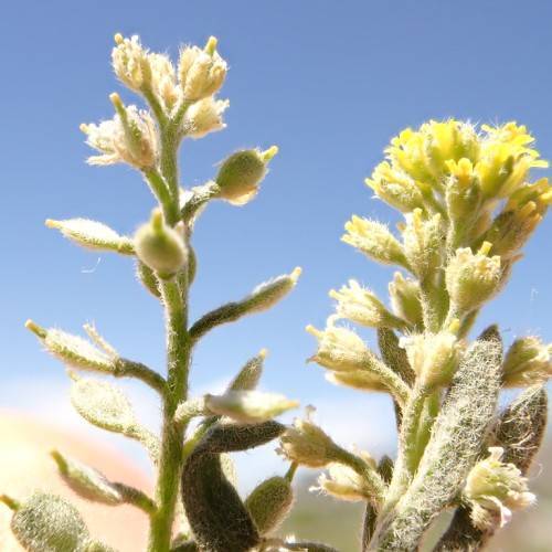 yellow flowers, light-yellow buds, off-white leaves on yellow-green petioles and stems