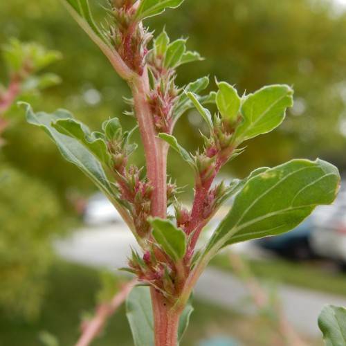 green leaves with light-green veins on pink petioles and stems
