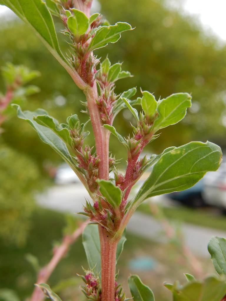 green leaves with light-green veins on pink petioles and stems